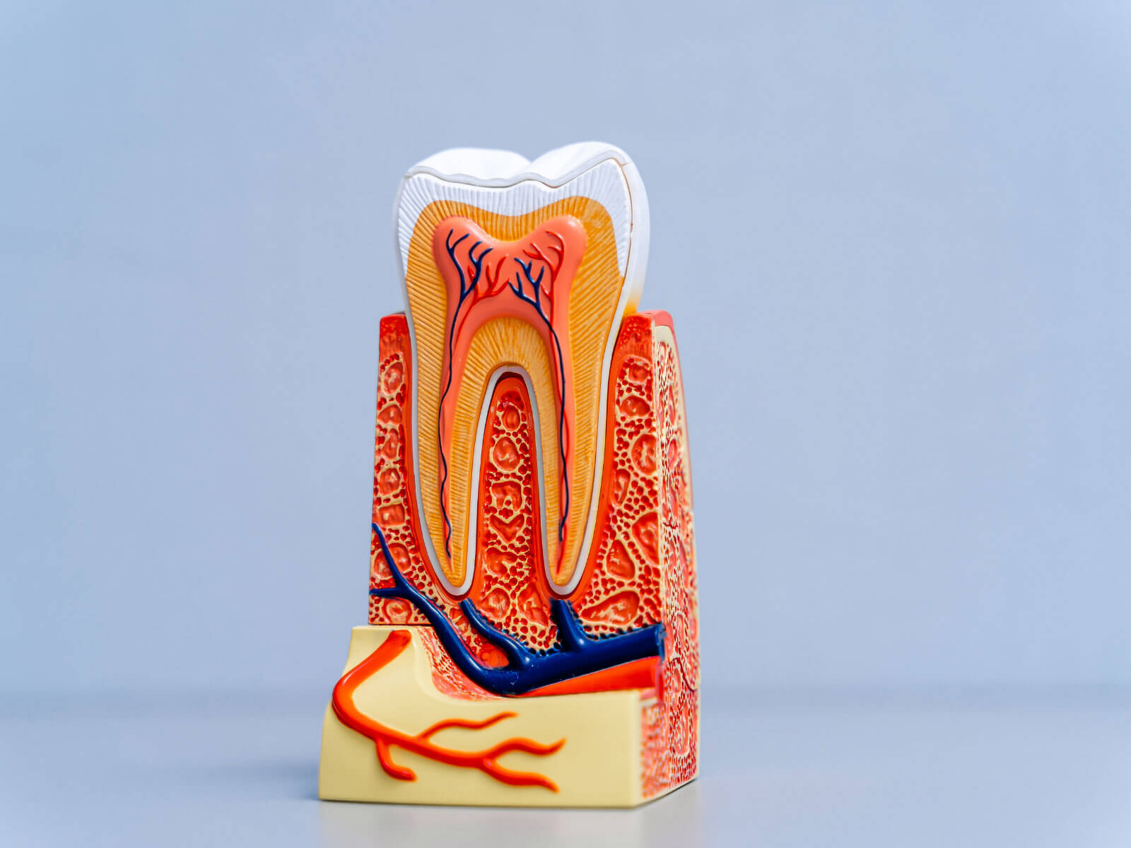 Do Root Canals Hurt? What to Expect During and After the Procedure